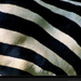 zebra-stripes-400980-xl (Medium)