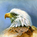 eagle-portrait-155