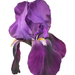 purple iris - smduge