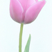 Single-Tulip