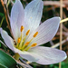 eredetvedelem-magyar kikerics-colchicum-hungaricum (Medium)