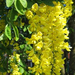 Laburnum anagyroides hanging flower cluster (Medium)