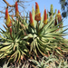 aloe speciosa (Medium)