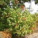 photinia (Medium)