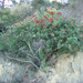 toyon (Medium)