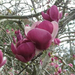 tulip tree blossoms best 2 (Medium)