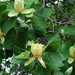 tulip tree2 (Medium)