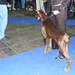 europa kutyakialliatas2008 105