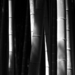 Bambuszliget