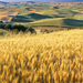 Wheat Fields