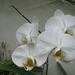 orhideák2010 005