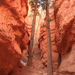 Bryce Canyon - A völgyben2