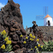 Jardin de Cactus-Lanzarote-Kan�ri-szigetek