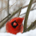 cca Curious little cardinal--in snow