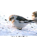 snow bunting