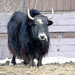 yak (Medium)