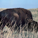 Buffalo-At-Nebraska-Fort-Niobrara-National-Wildlife-Refuge-1024x