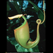 borneo-pitcher-plant-515367-sw (Medium)