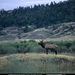 elk-refuge-518265-sw (Medium)