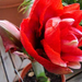 amaryllis2 (Small)