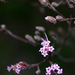 Tiny purple flowers (Medium)