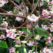 shrub-daphne-spring (Medium)