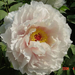 luoyang-white.peony-pure