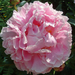 Peony1