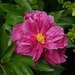 peony-2009-02