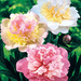 peony deluxetrio big