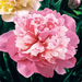 peony edulissuperba big