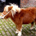 shetland pony 2