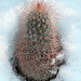 Echinocereus