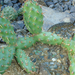 Opuntia rutila