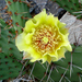 Opuntia