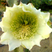 Cereus