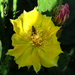 Opuntia16