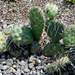 Opuntia fragilis var. fragilis