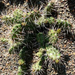 Opuntia fragilis var. oplocarpa