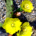 Opuntia humifusa