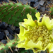 Opuntia phaeacantha camanchica