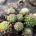 Sempervivum montanum