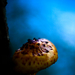 Poisonous mushroom / Mérgezett gomba